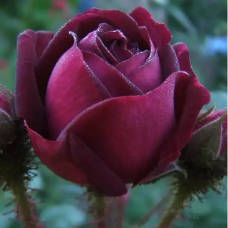 Rosa Nuits de Young - violet - trandafir moss